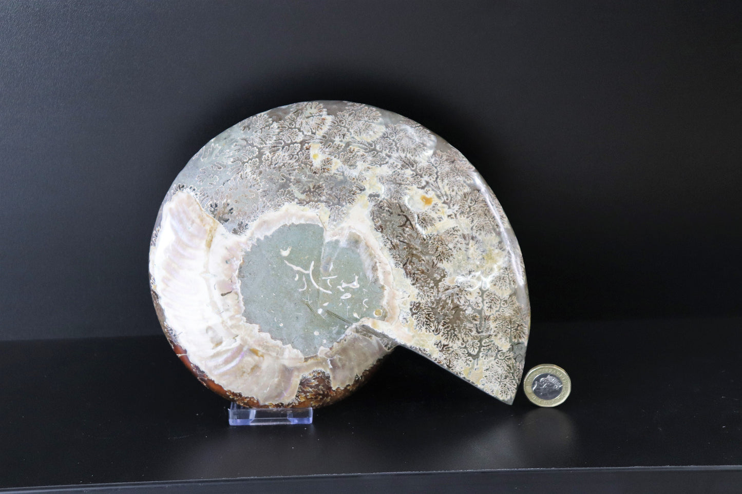 25) Large Ammonite Fossil Cleoniceras Deep Polished