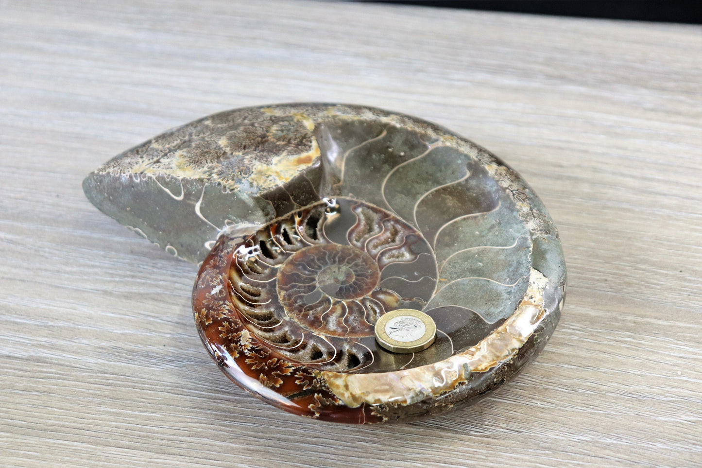 25) Large Ammonite Fossil Cleoniceras Deep Polished