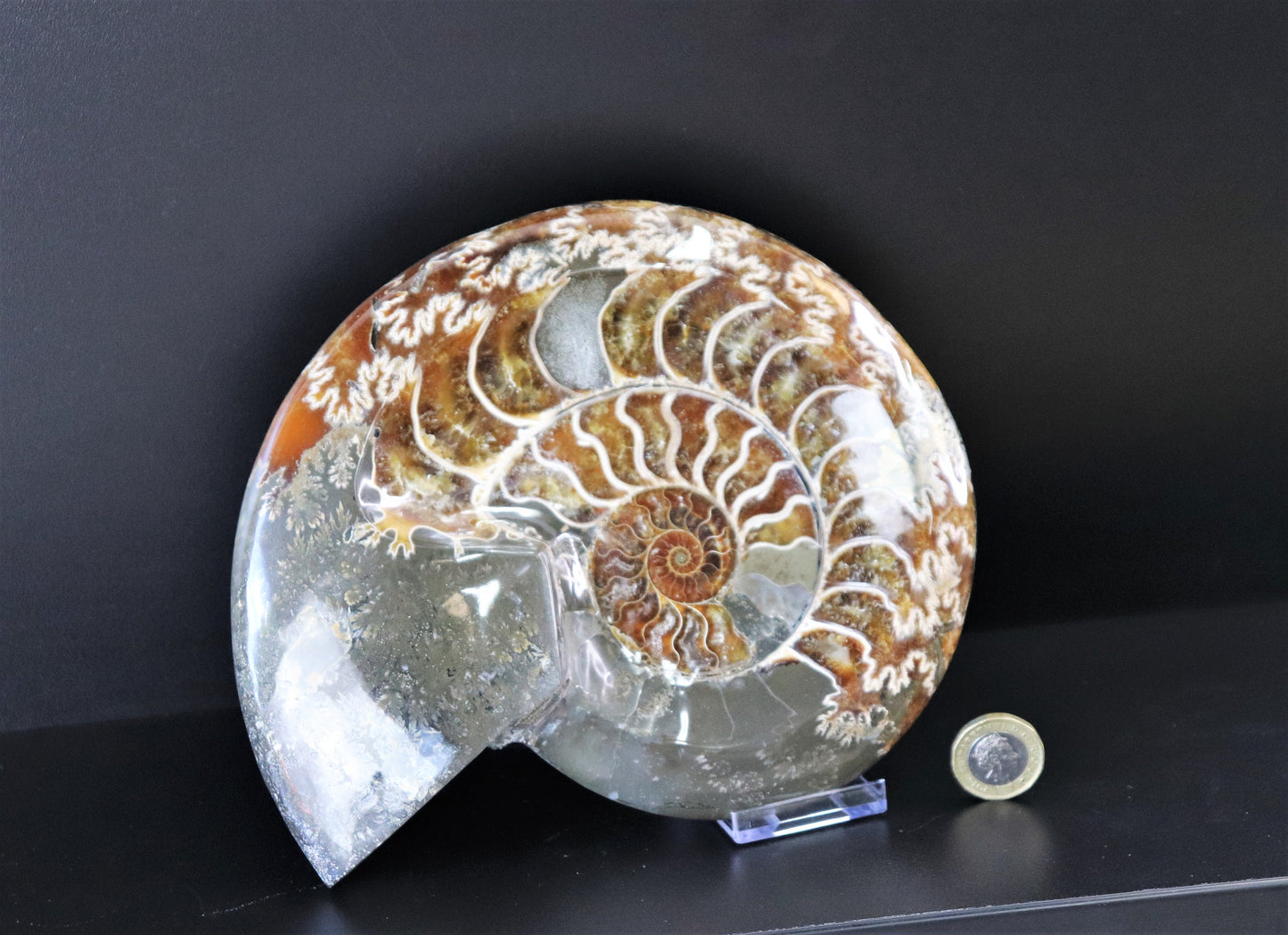 20) Large Ammonite Fossil Cleoniceras Deep Polished