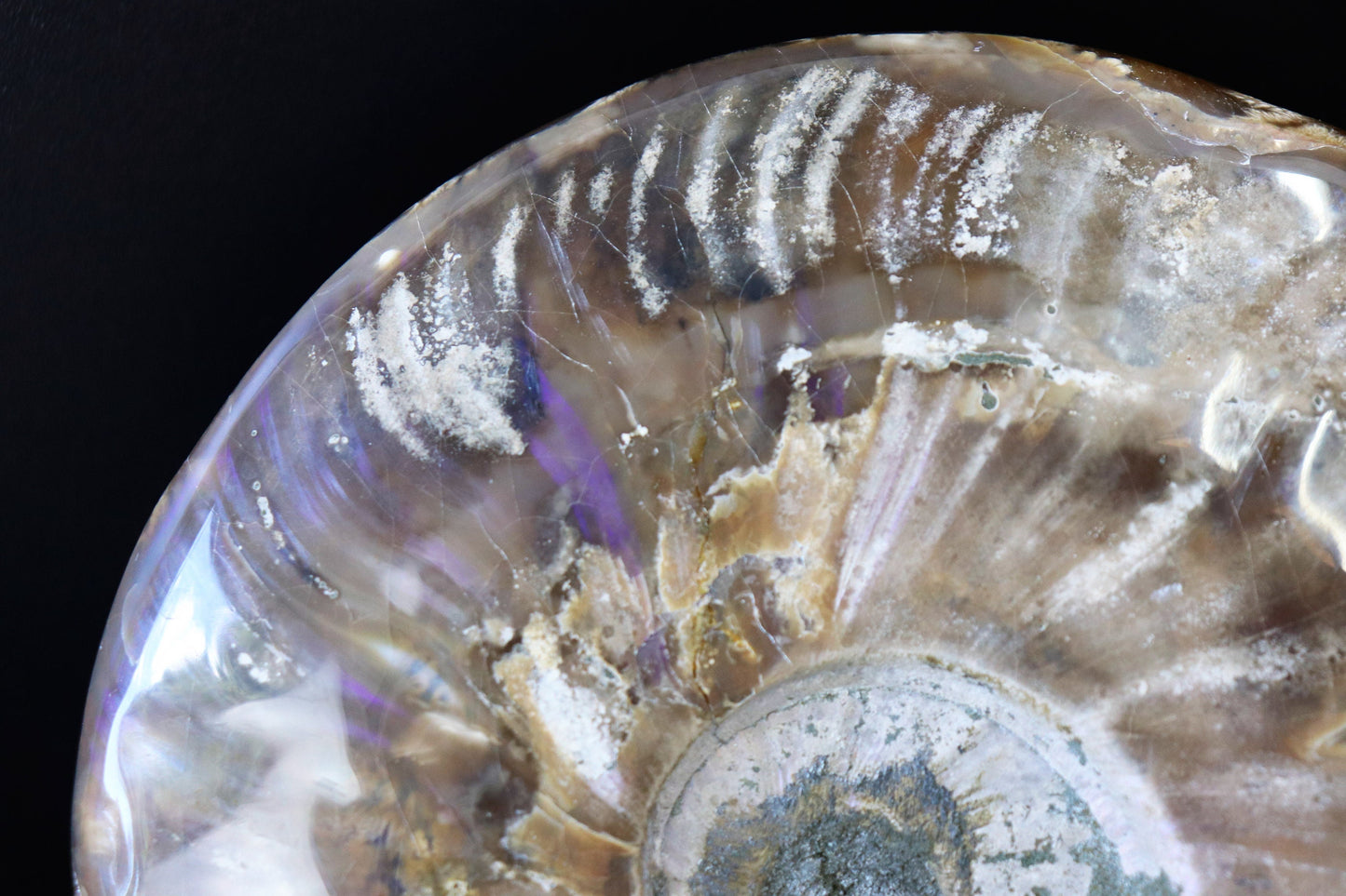20) Large Ammonite Fossil Cleoniceras Deep Polished
