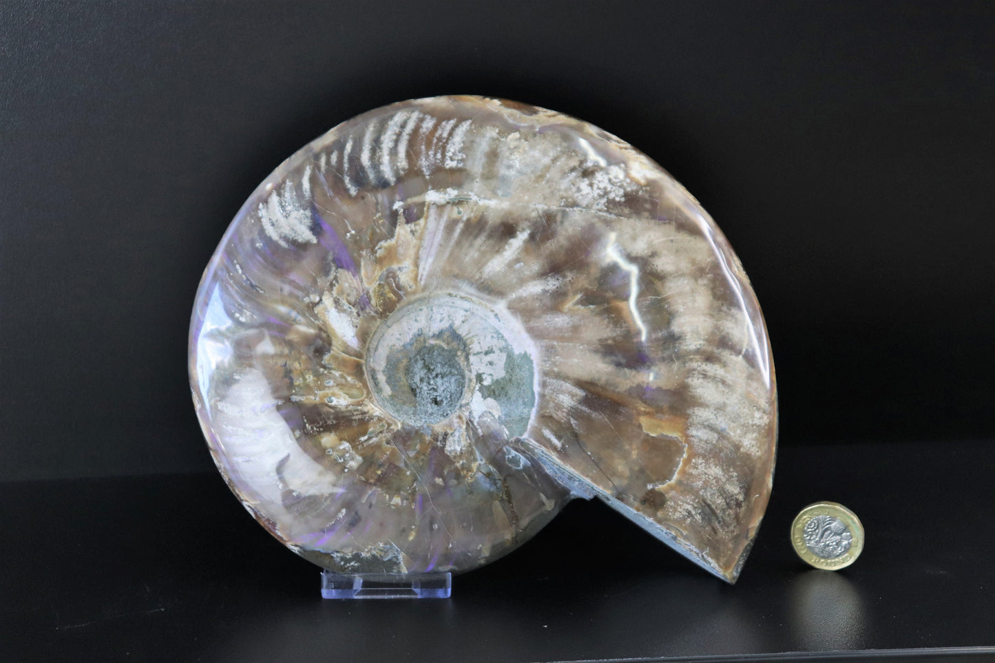 20) Large Ammonite Fossil Cleoniceras Deep Polished