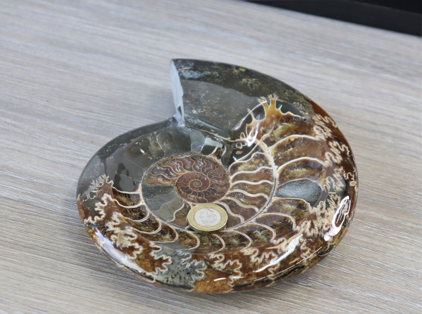 20) Large Ammonite Fossil Cleoniceras Deep Polished