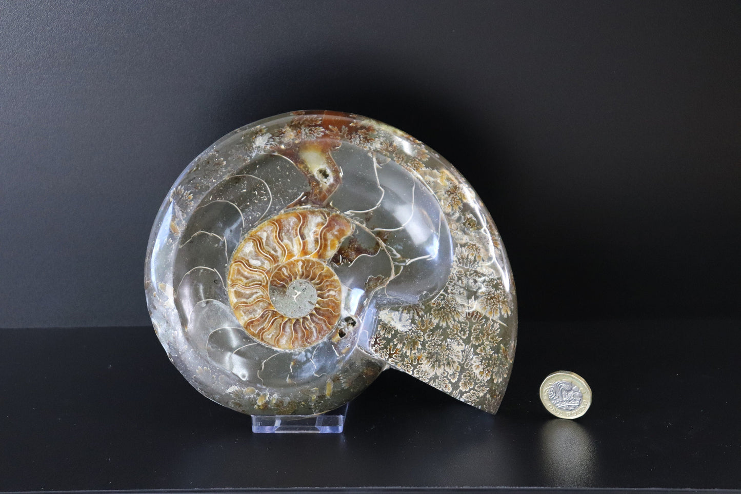 15) Large Ammonite Fossil Cleoniceras Deep Polished