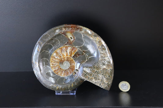 15) Large Ammonite Fossil Cleoniceras Deep Polished