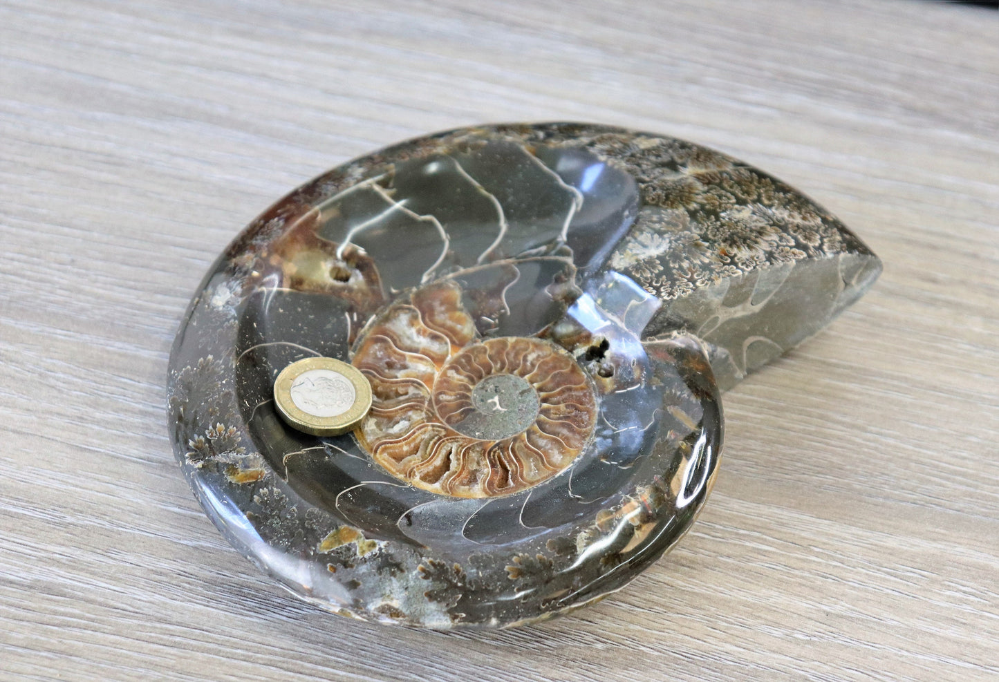 15) Large Ammonite Fossil Cleoniceras Deep Polished