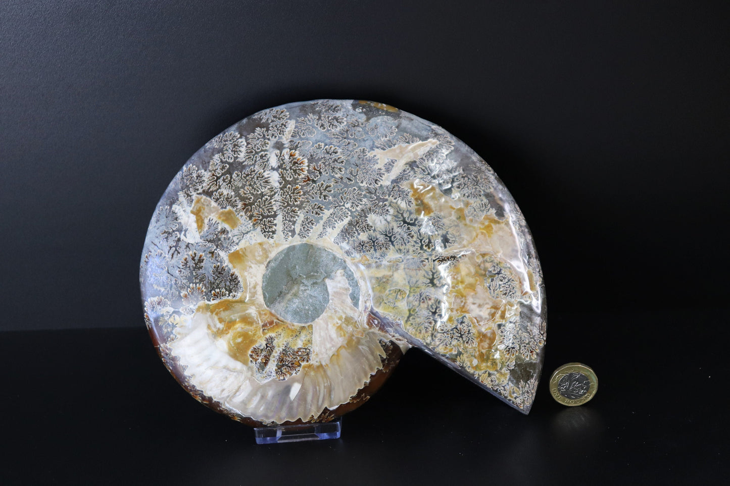 12) Large Ammonite Fossil Cleoniceras Deep Polished
