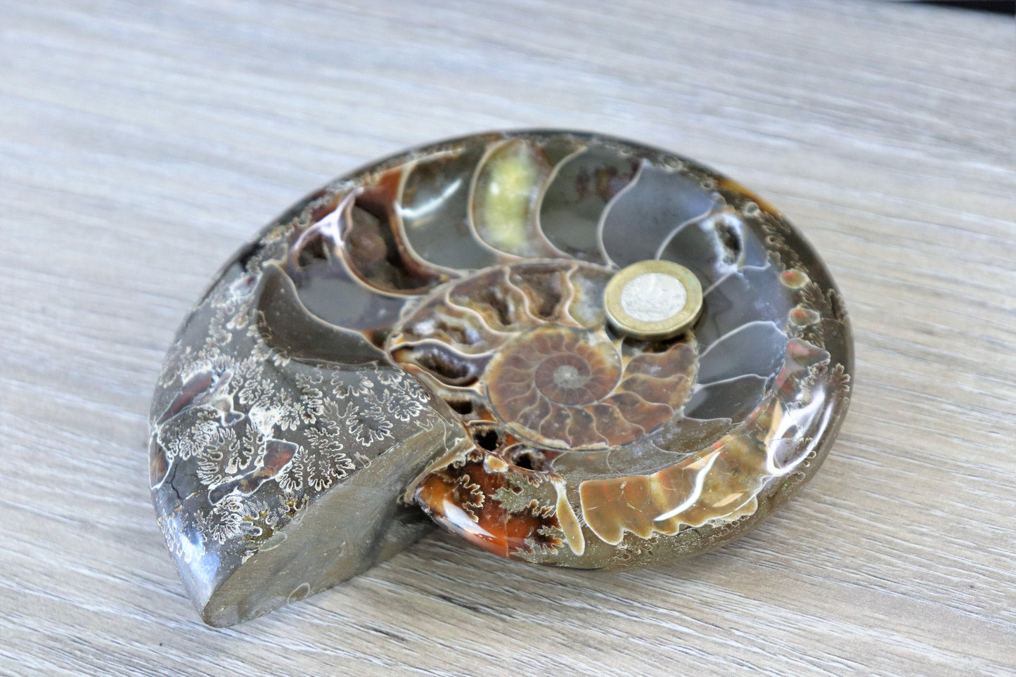 14) Large Ammonite Fossil Cleoniceras Deep Polished