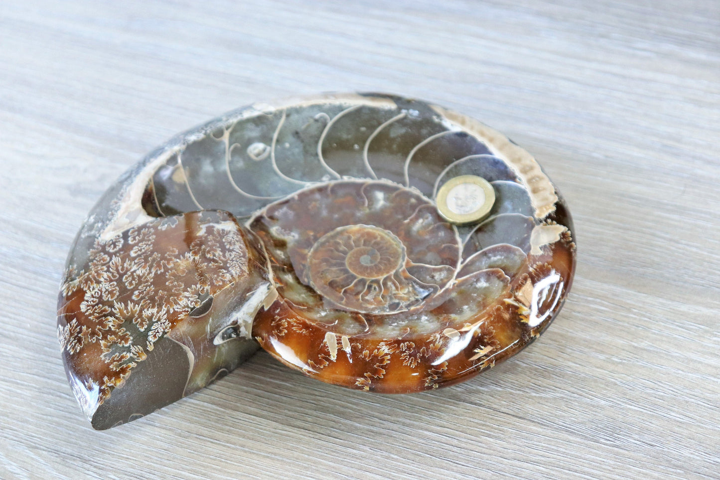 12) Large Ammonite Fossil Cleoniceras Deep Polished