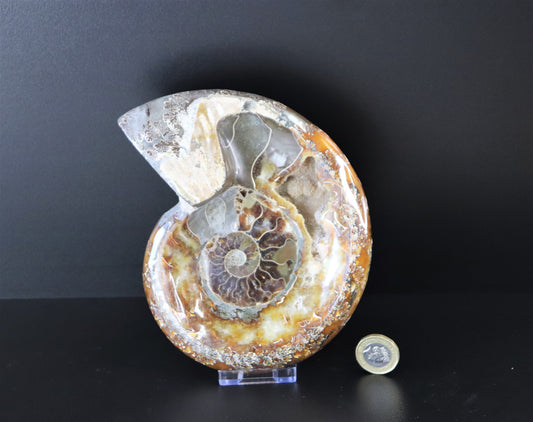 5) Ammonite Fossil Cleoniceras Deep Polished