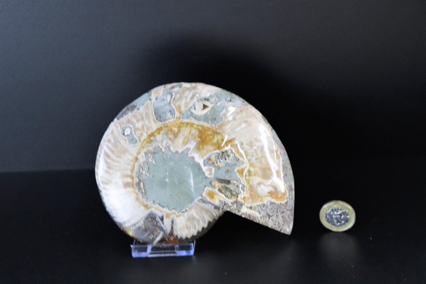4) Ammonite Fossil Cleoniceras Deep Polished