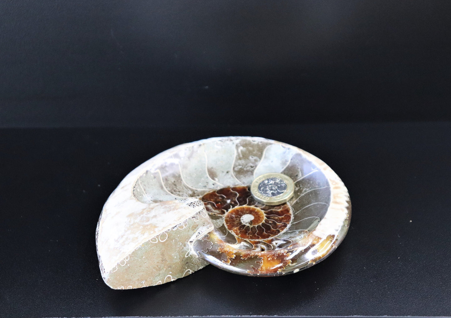 4) Ammonite Fossil Cleoniceras Deep Polished