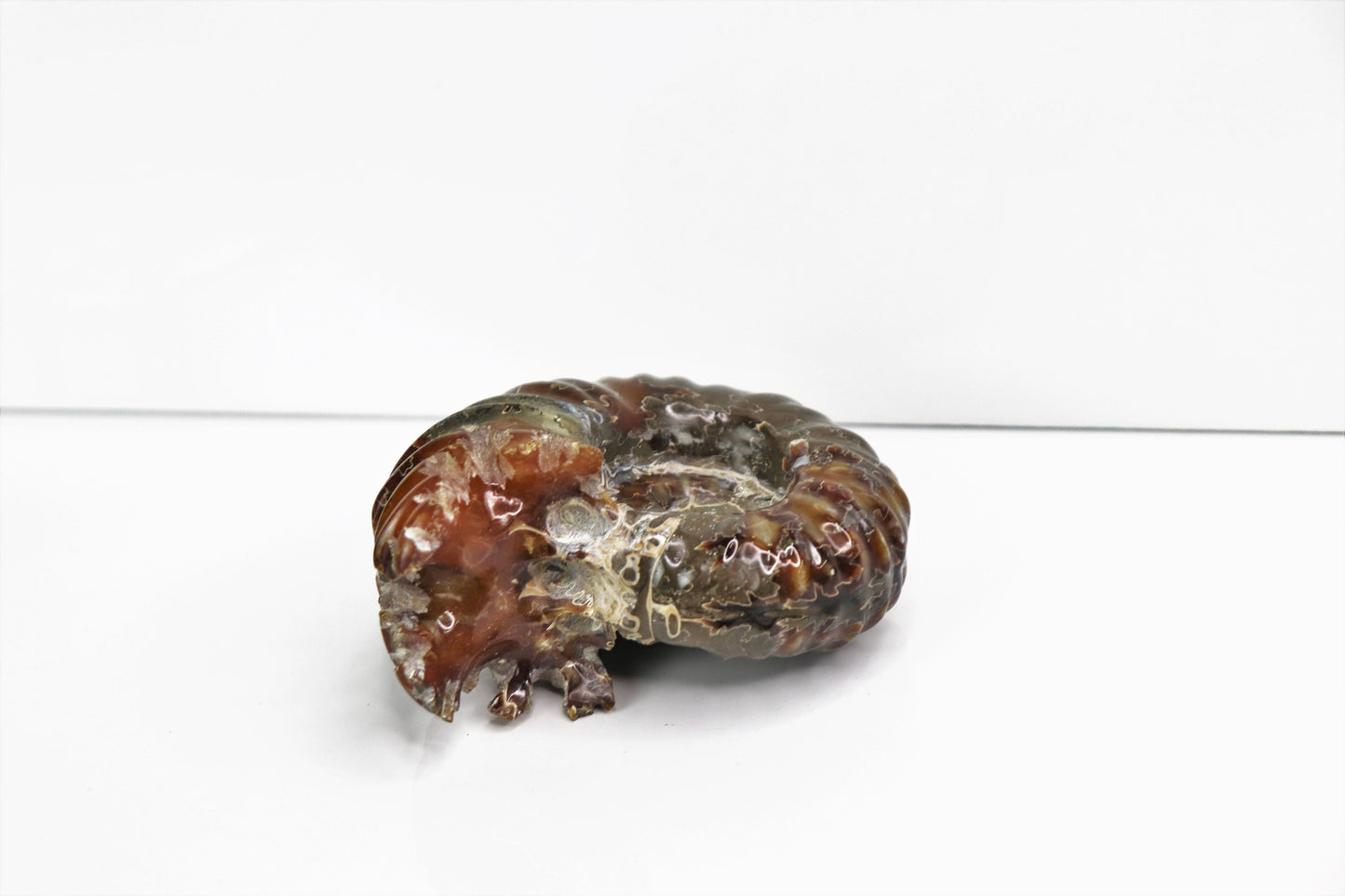 3) Ammonite Fossil Duvilliceras