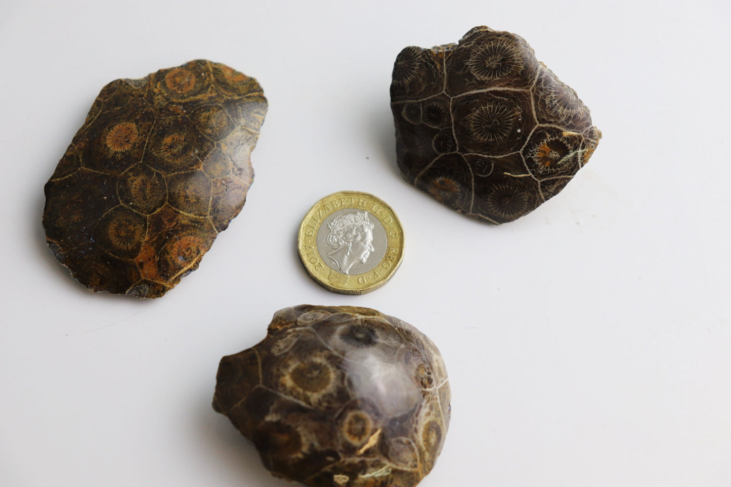 Polished Coral Morocco Palmstone