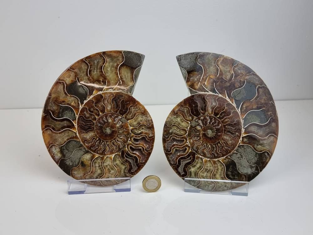  Large Ammonite Fossil Pair