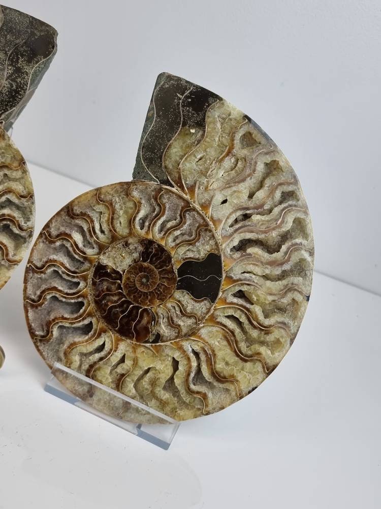42) Large Ammonite Fossil Pair