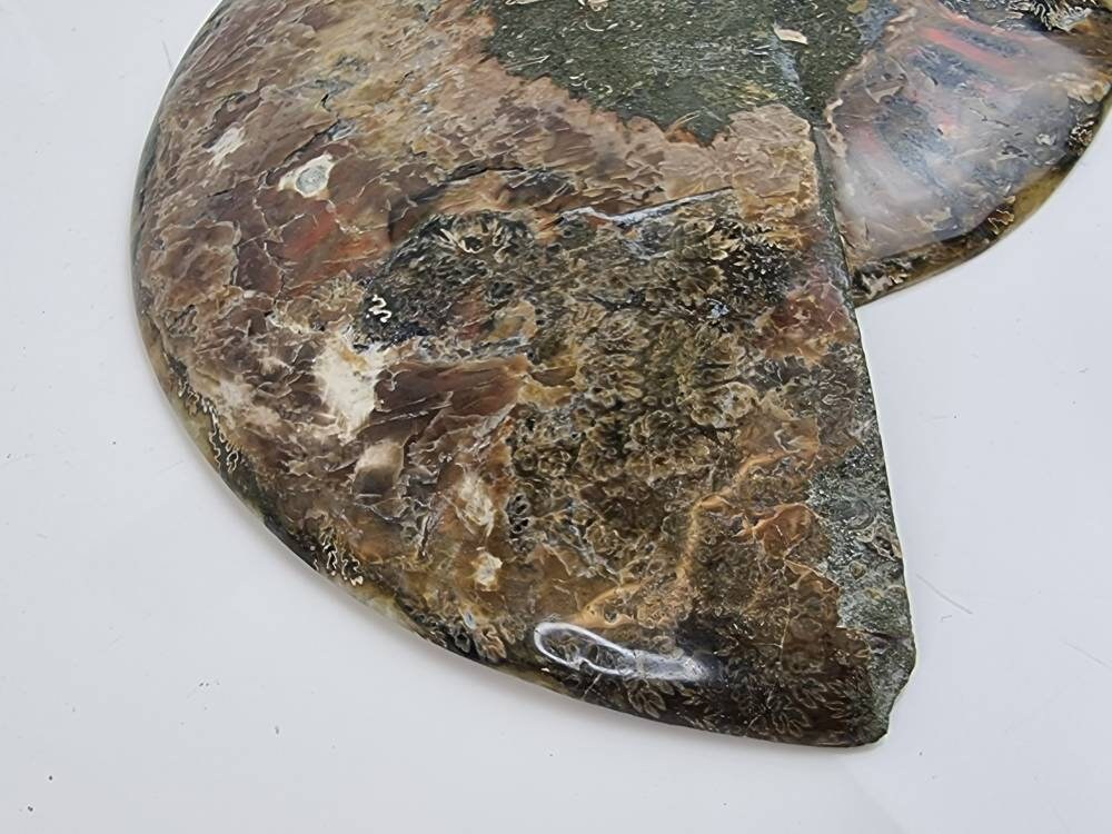 42) Large Ammonite Fossil Pair