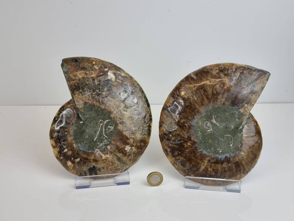 42) Large Ammonite Fossil Pair