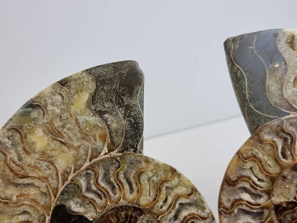 42) Large Ammonite Fossil Pair