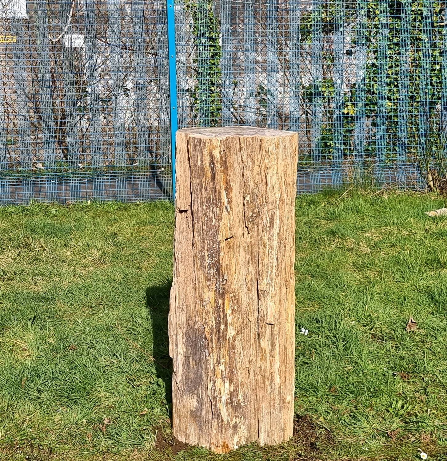 huge fossil wood stump