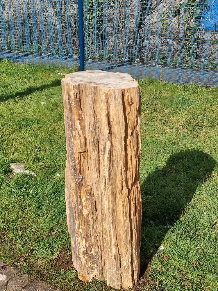 petrified wood for sale