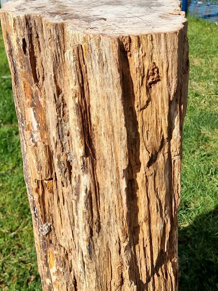giant petrified wood