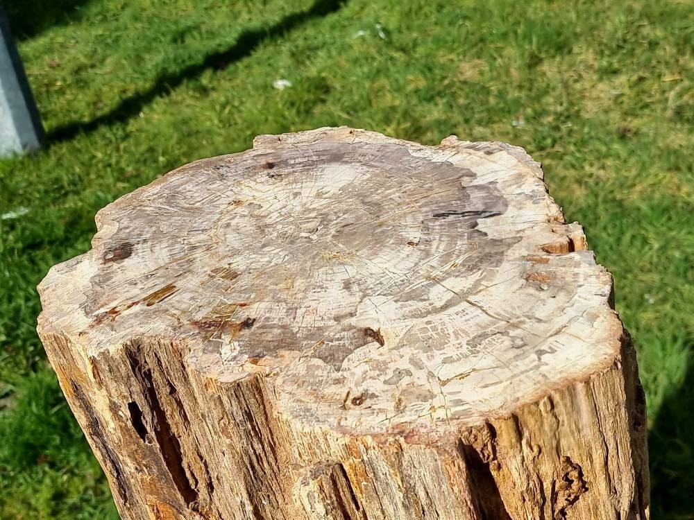 fossilised wood for sale