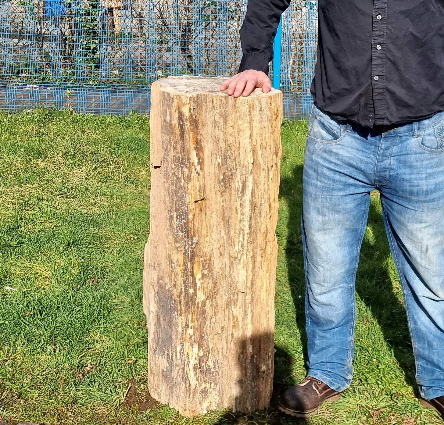 big fossil wood