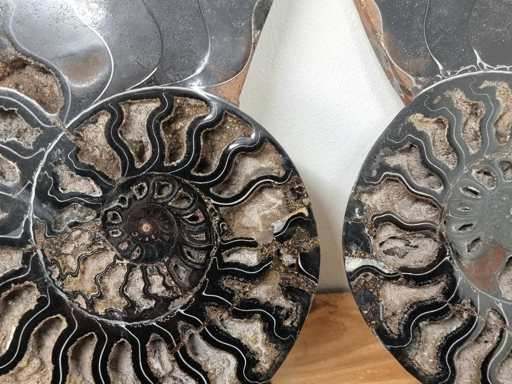 35) Large Black Ammonite Fossil Pair