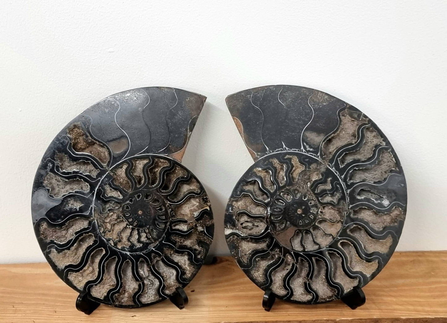 35) Large Black Ammonite Fossil Pair
