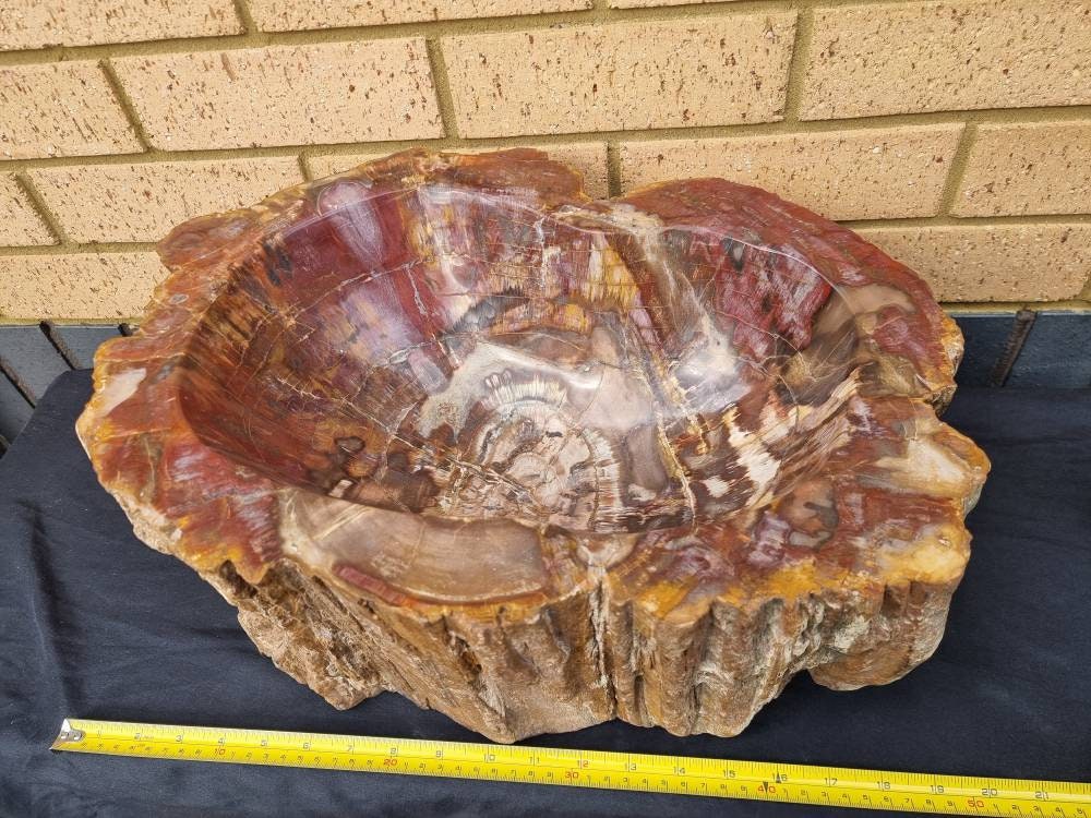 Extra Large Fossil Wood Bowl 