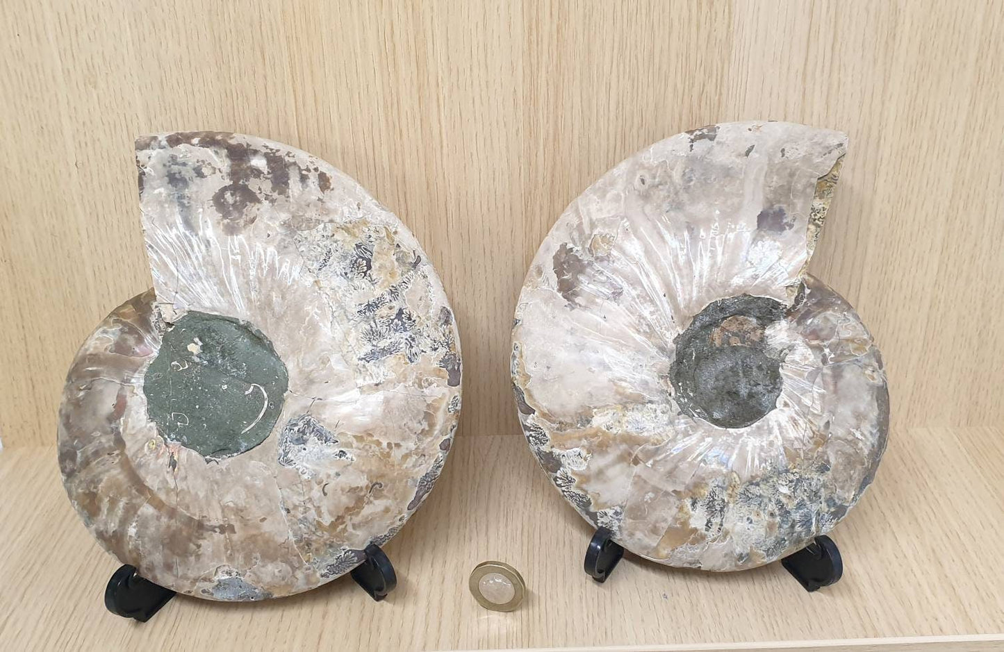 23) Large Ammonite Fossil Pair