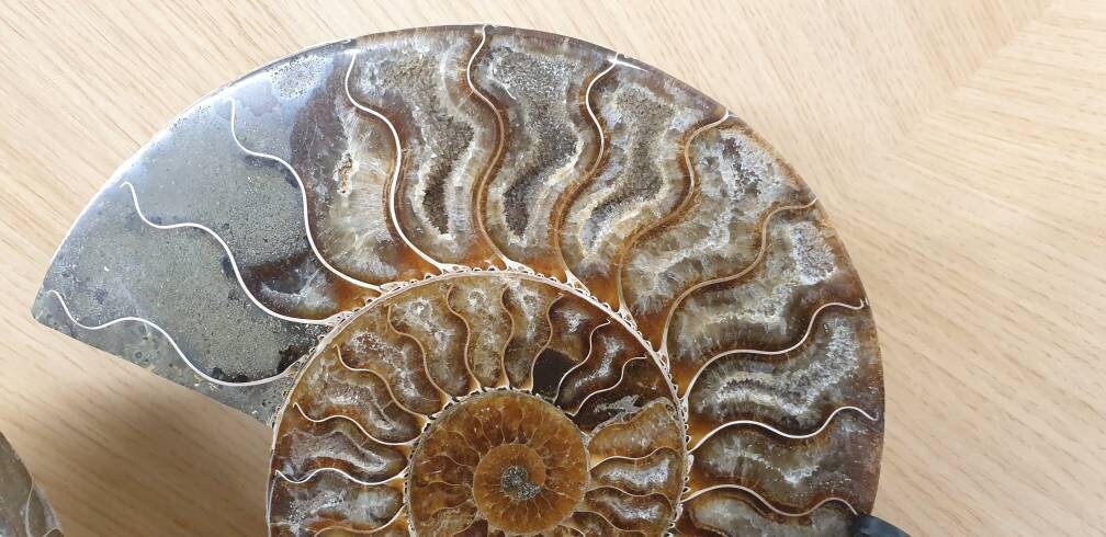 23) Large Ammonite Fossil Pair