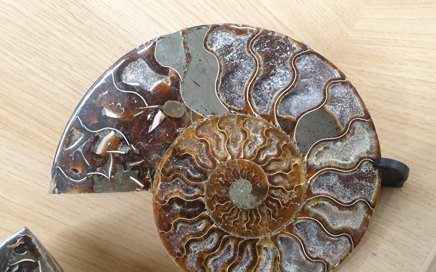 20) Large Ammonite Fossil Pair