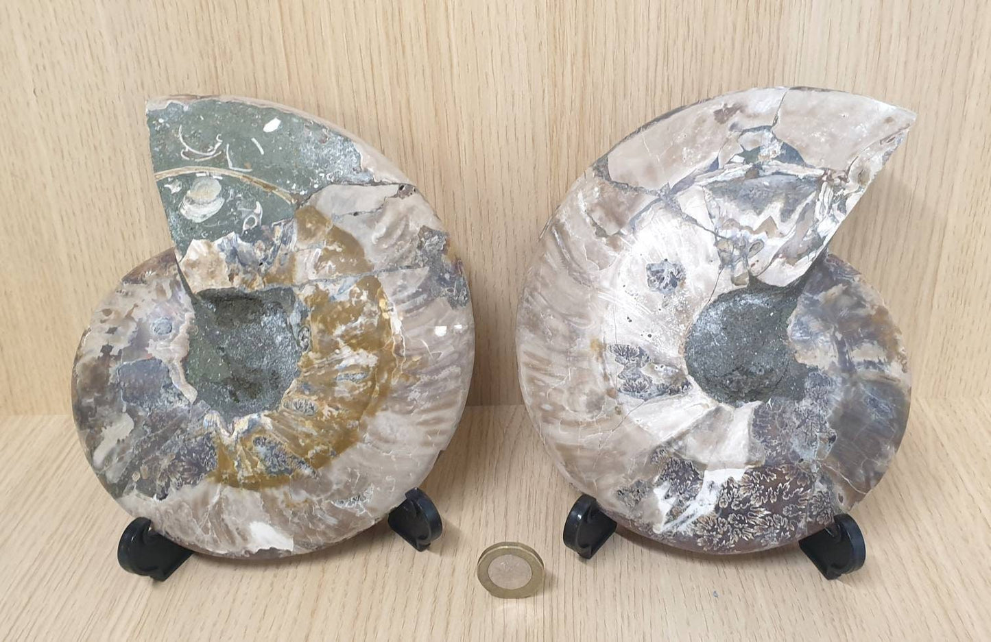 20) Large Ammonite Fossil Pair