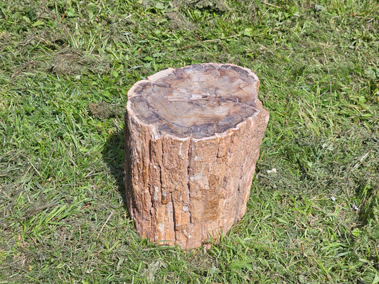 large petrified fossil wood