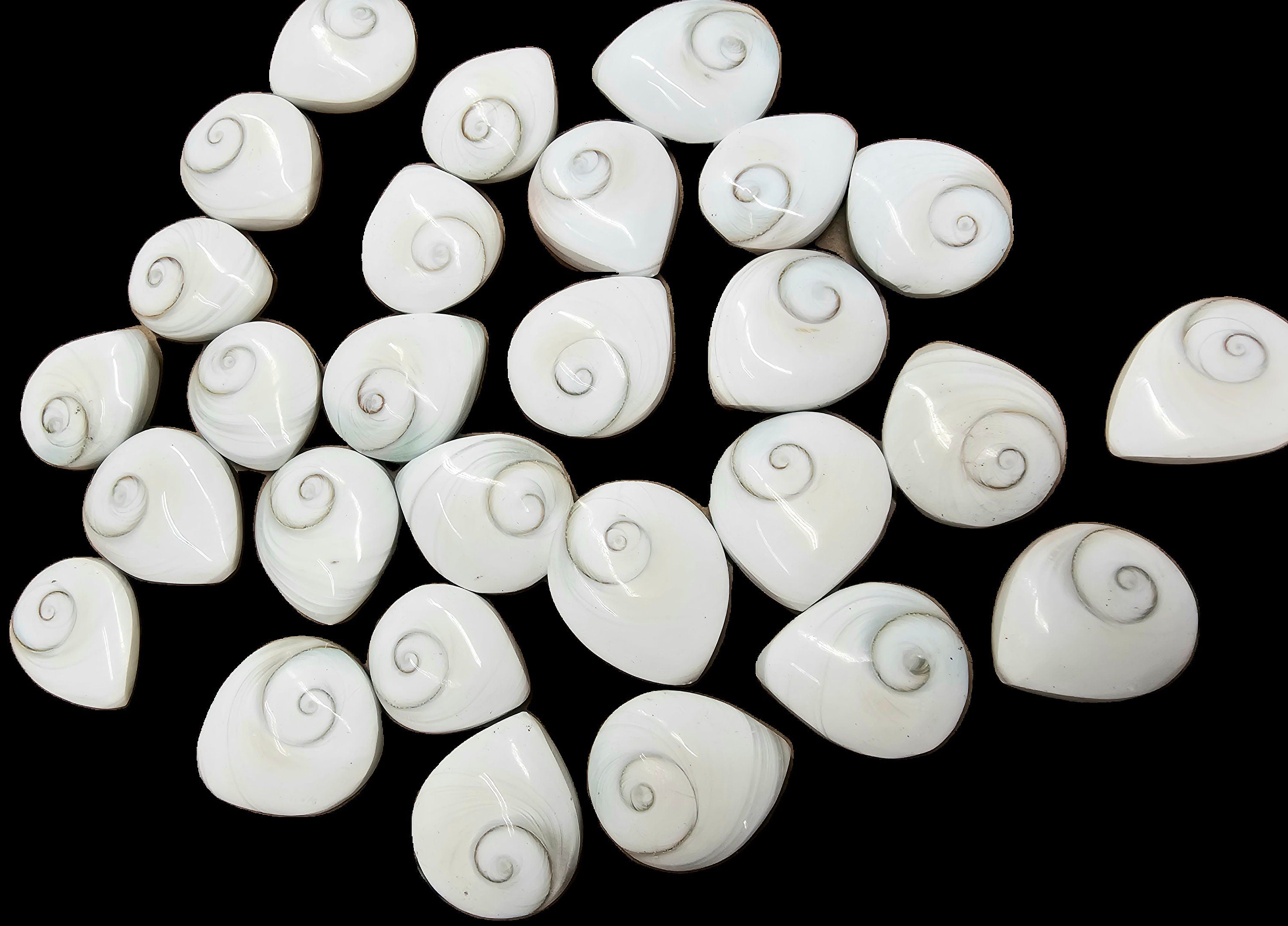 Shiva Shell Tear Drop – Distinction Crystals