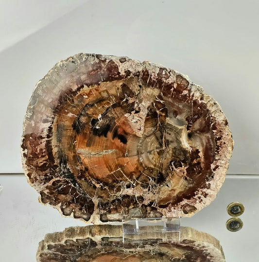 Extra large Fossil Wood Crystal Slice