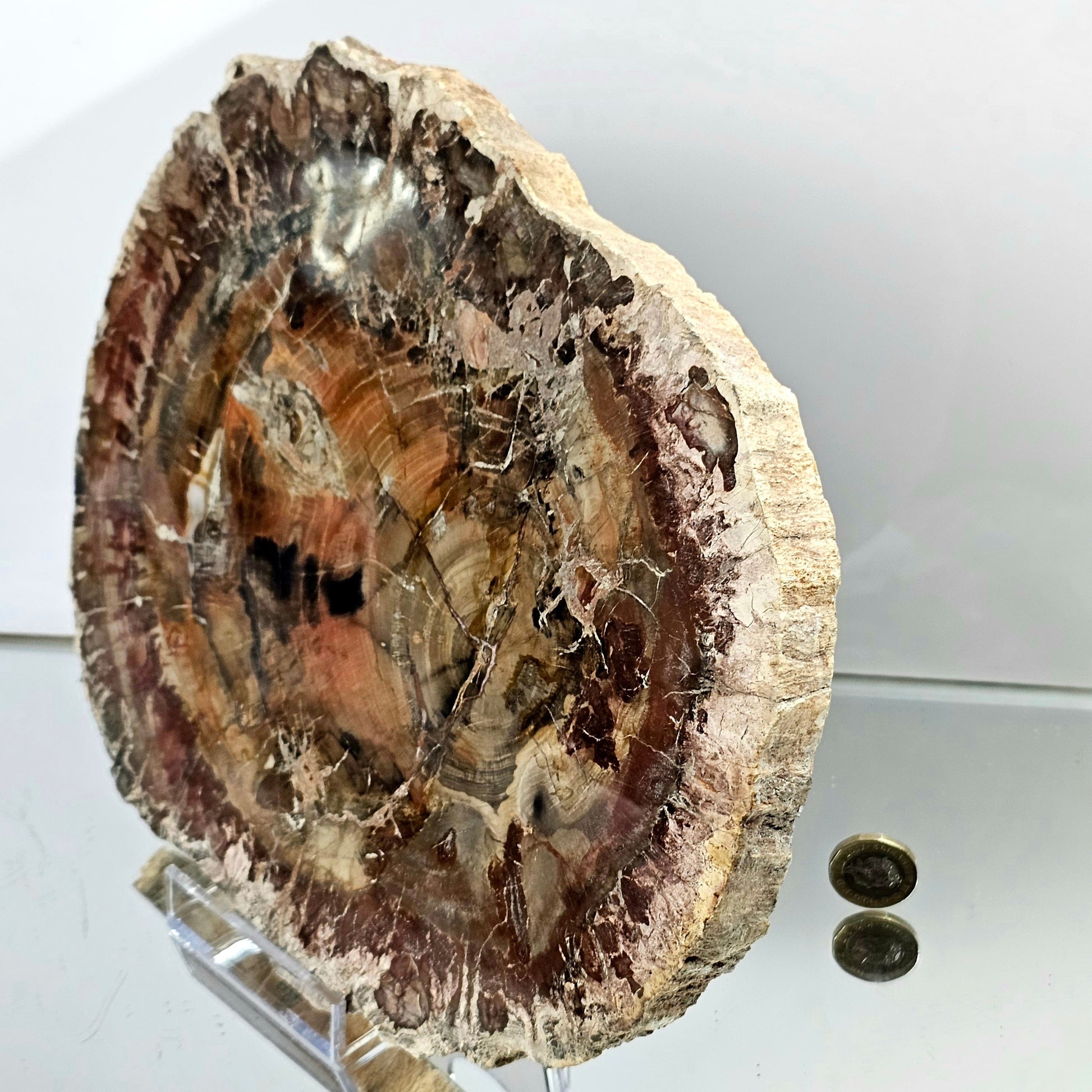 Extra large petrified  wood Crystal Slice