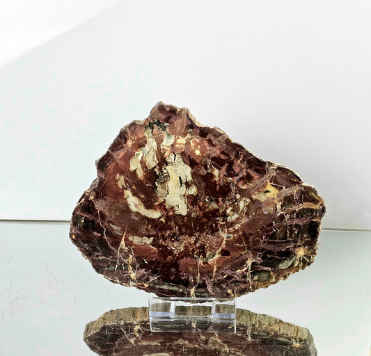 Extra large Fossil Wood Crystal Slice