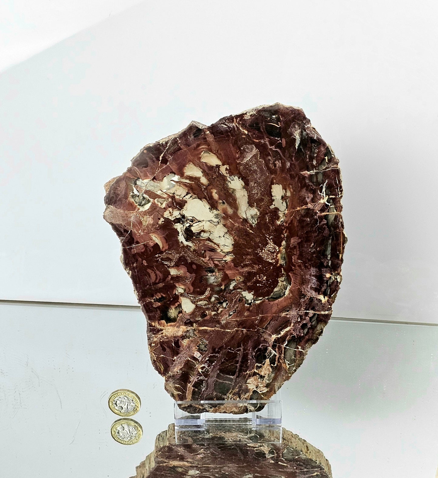 Extra large Petrified  Wood Crystal Slice