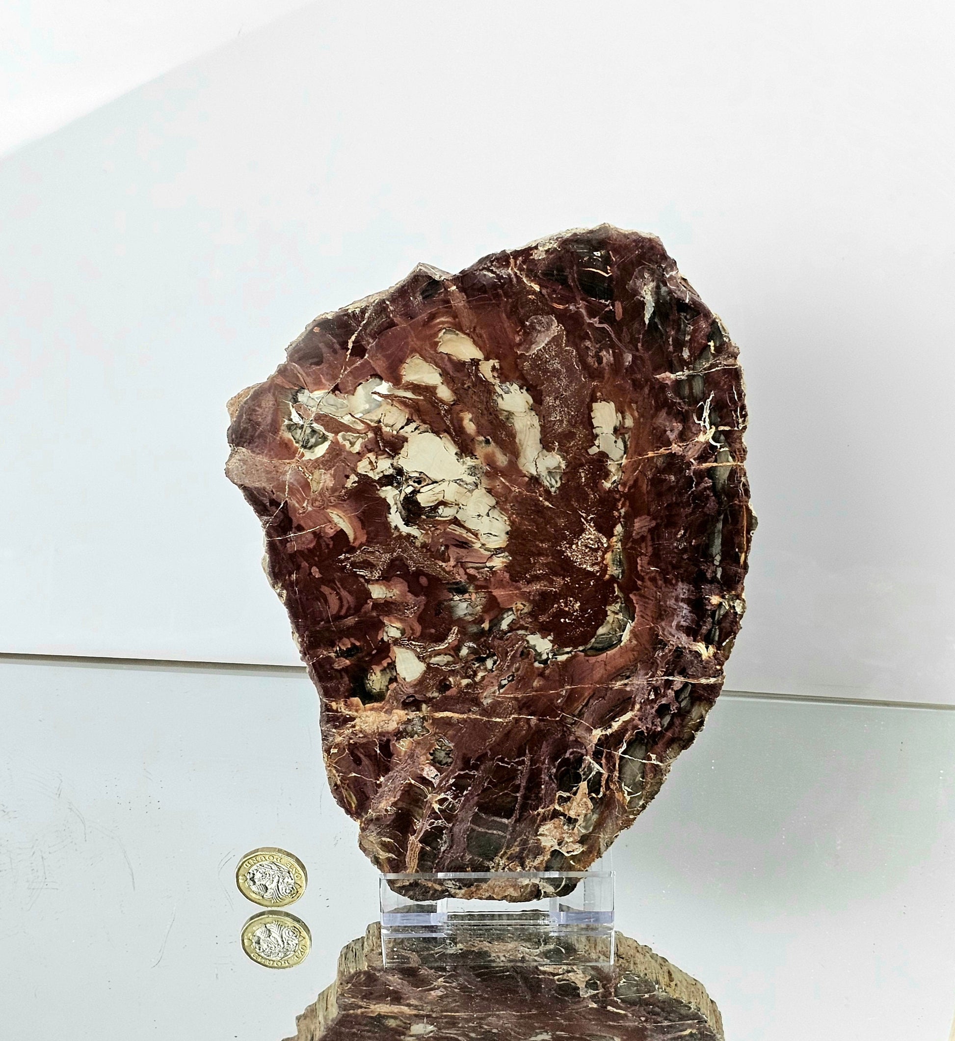 Extra large Petrified  Wood Crystal Slice