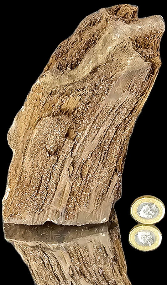Petrified Wood With Quartz Druzy Outstanding quality covered in Quartz, druzy, would make for fantastic home or office decor a very unique display piece. From Zwenkau, Leipzig , Saxony Germany the site is no longer accessible and the pit has been flooded