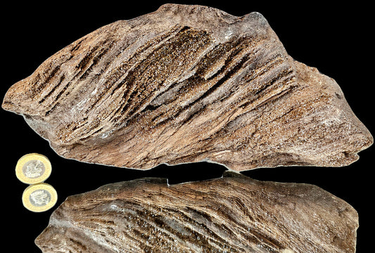 Petrified Wood With Quartz Druzy Outstanding quality covered in Quartz, druzy, would make for fantastic home or office decor a very unique display piece. From Zwenkau, Leipzig , Saxony Germany the site is no longer accessible and the pit has been flooded