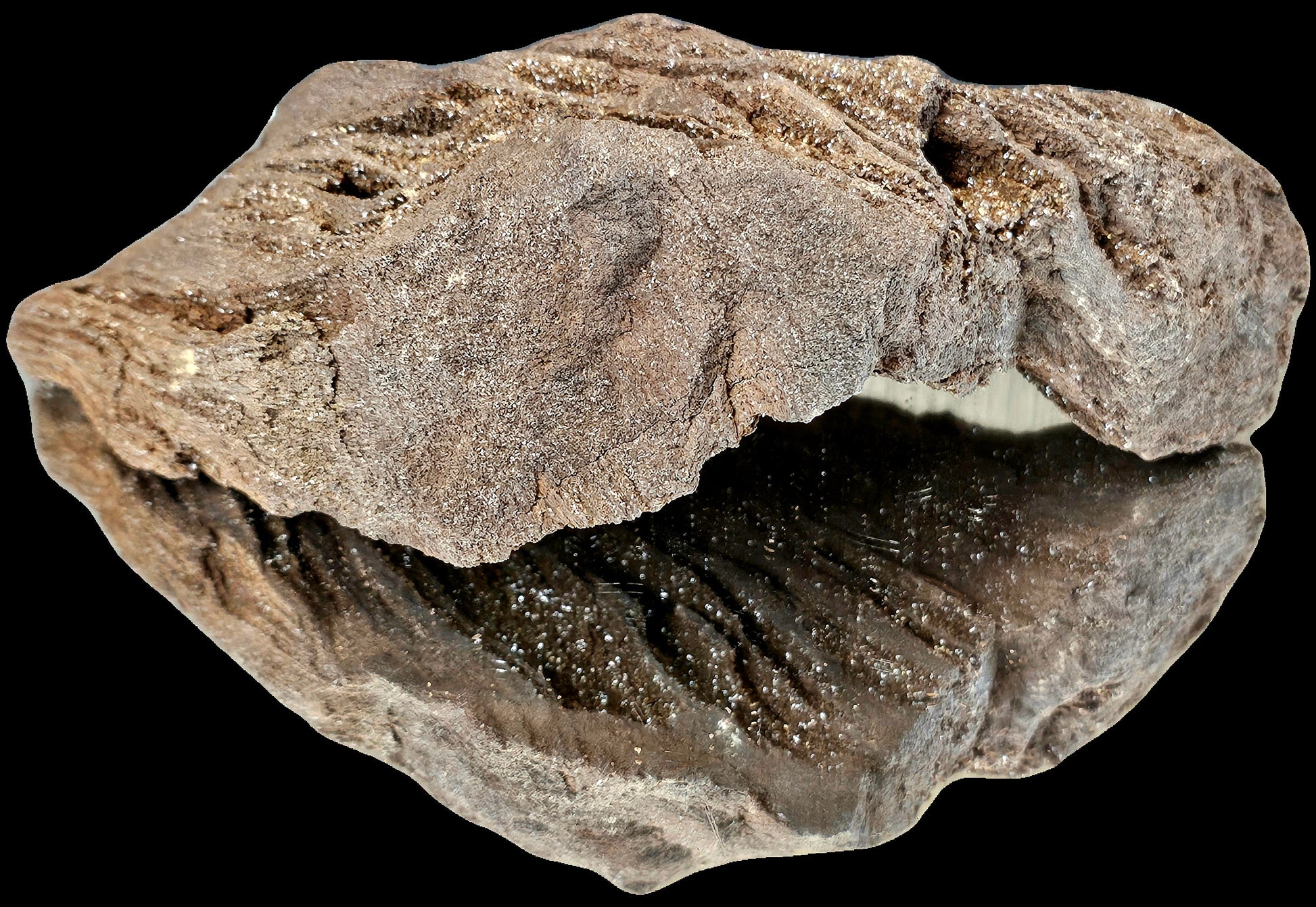 Fossil Wood Quartz Crystal Druze Rare Petrified Wood Germany