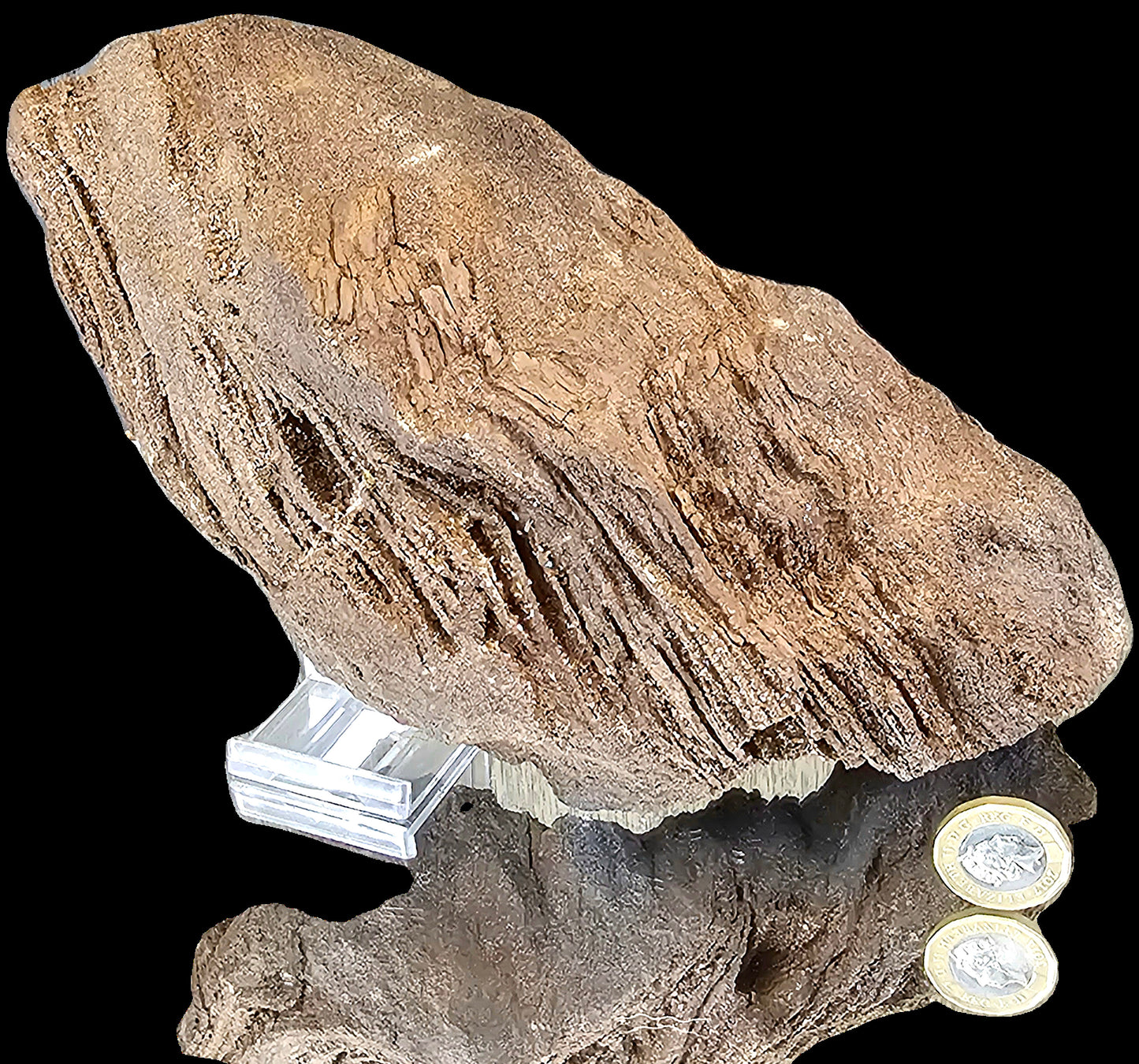 Fossil Wood Quartz Crystal Druze Rare Petrified Wood Germany (#4)