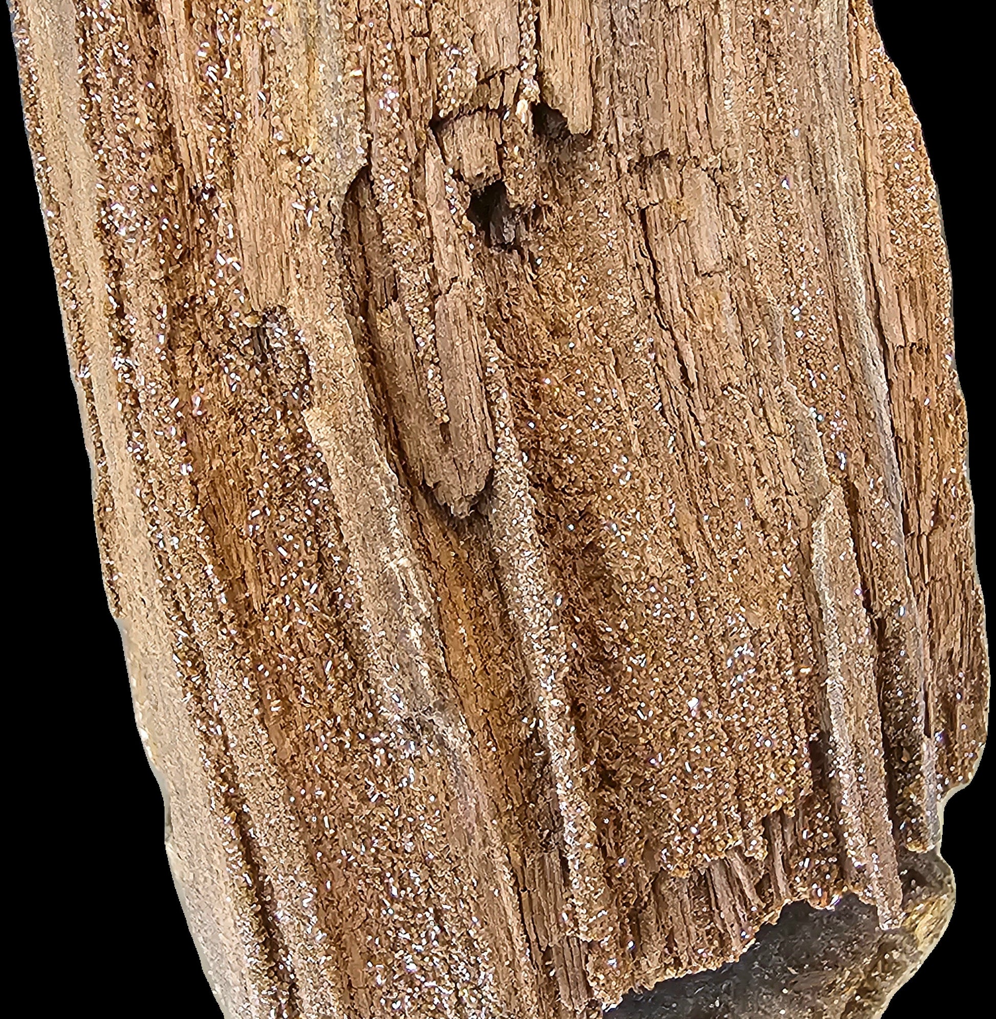 Fossil Wood Quartz Crystal Druze Rare Petrified Wood Germany