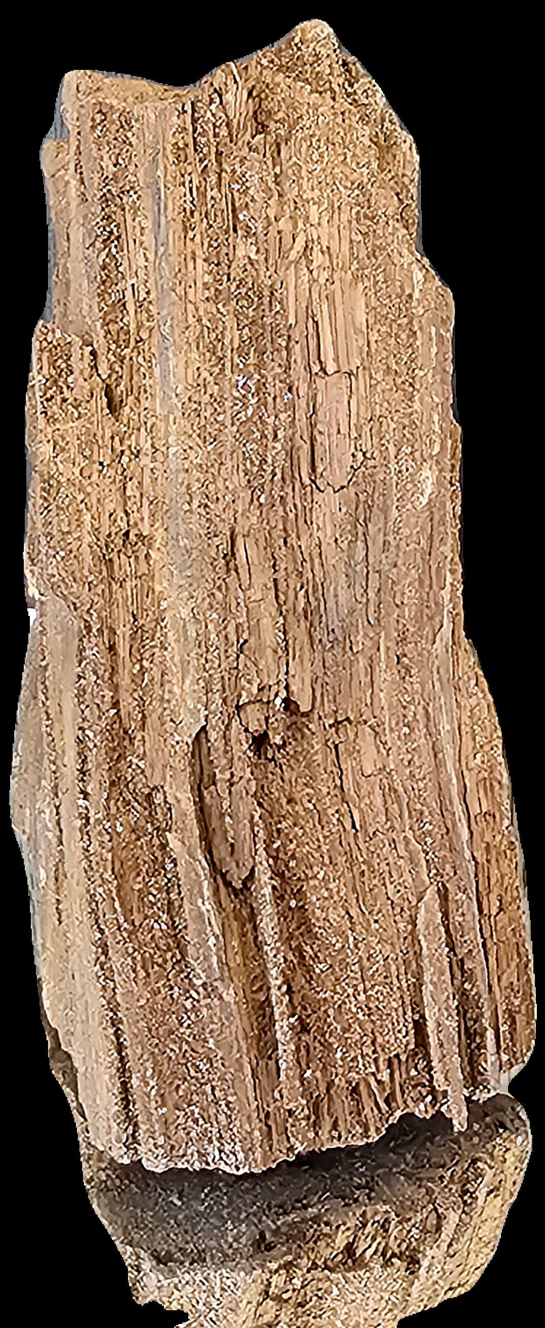 Fossil Wood Quartz Crystal Druze Rare Petrified Wood Germany (#3)