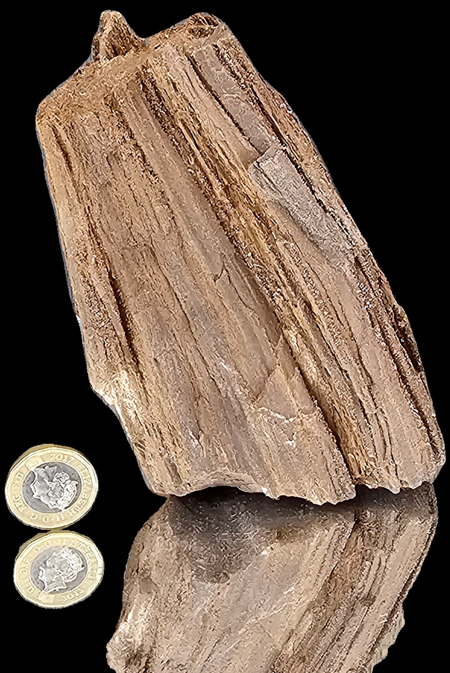 Fossil Wood Quartz Crystal Druze Rare Petrified Wood Germany (#3)