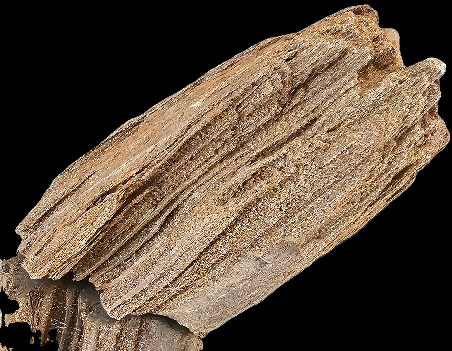 Fossil Wood Quartz Crystal Druze Rare Petrified Wood Germany (#3)