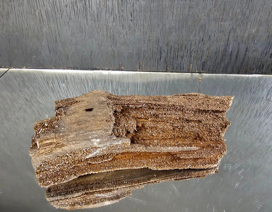 Fossil Wood Quartz Crystal Druze Rare Petrified Wood Germany (#18)